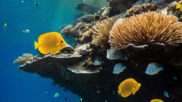 Best Scuba Diving in Belize: Top Sites and Tips