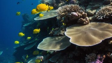 Best Scuba Diving in the Caribbean: Top Destinations for Underwater Adventures
